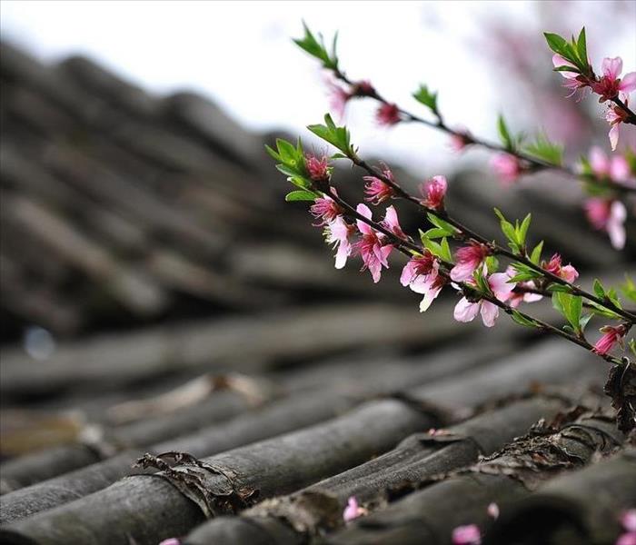 Cherry blossom branch on a rooftop